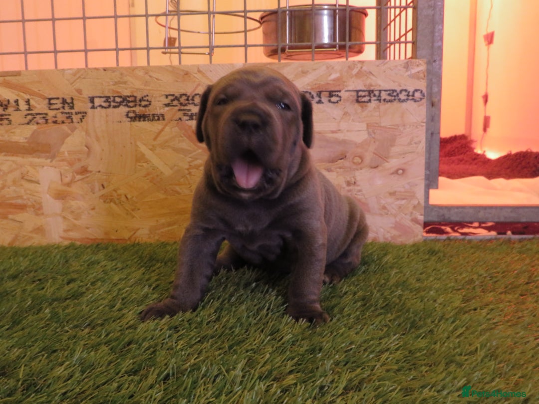 Cane Corso dogs for sale: Health tested cane corso pups for sale  - Advert 3