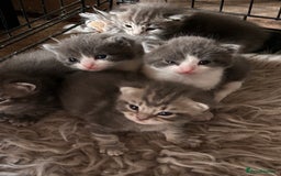 British Longhair cats for sale: British blue cross ragdoll kittens - Image 13