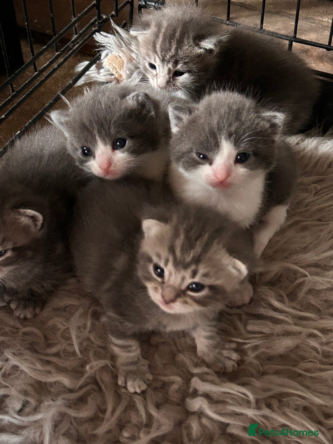British Longhair cats for sale: British blue cross ragdoll kittens - Image 13