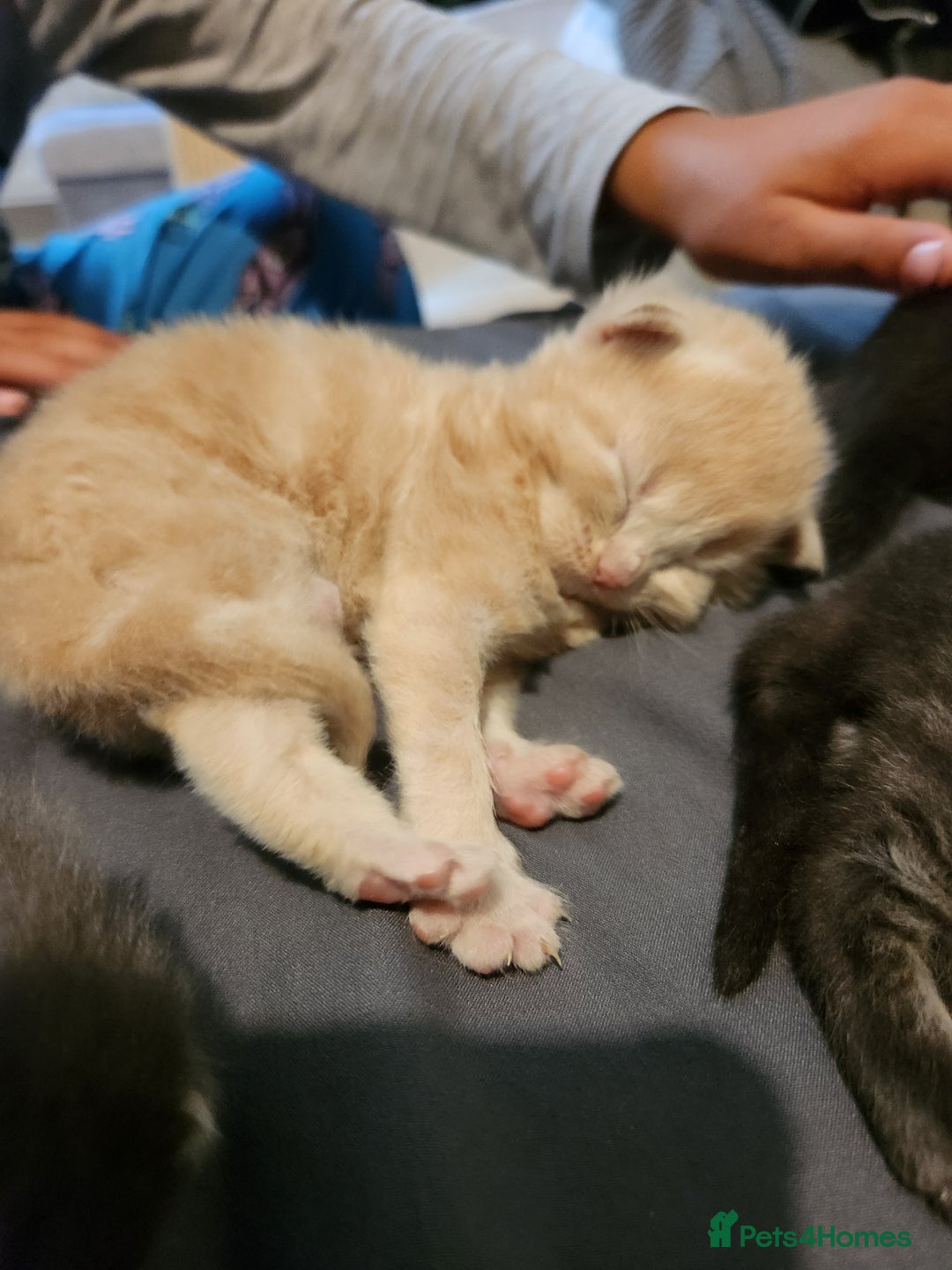 British Longhair cats for sale: British longhair mix kittens 😸  in Bristol - Image 1