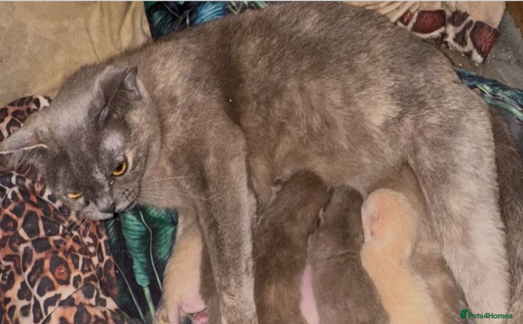 Burmese cats Burmese Kittens For Sale - Advert 12