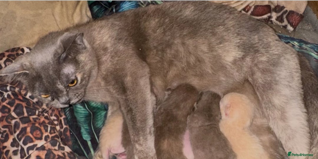 Burmese cats for sale: Burmese Kittens For Sale - Advert 1