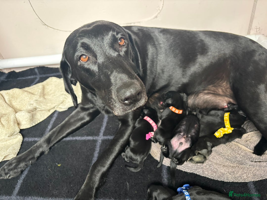 Mixed Breed dogs for sale: Black Lab x GSP puppies for sale - Image 4