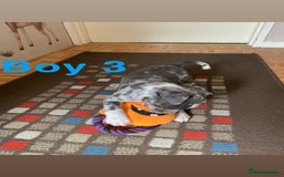 Staffordshire Bull Terrier dogs for sale: RARE BLUE MERLE STAFFORDSHIRE BULL TERRIER PUPPIES - Image 28