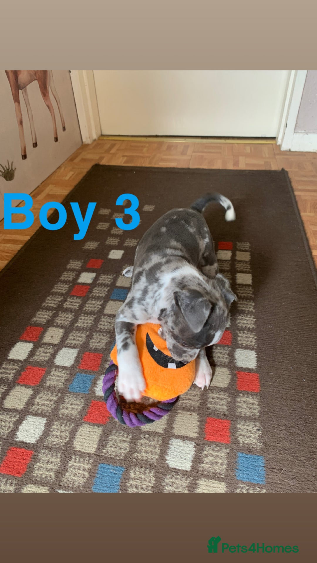 Staffordshire Bull Terrier dogs for sale: RARE BLUE MERLE STAFFORDSHIRE BULL TERRIER PUPPIES - Image 28