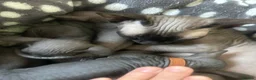 Sphynx cats for sale: Pure grey Canadian sphynxs - Advert 2