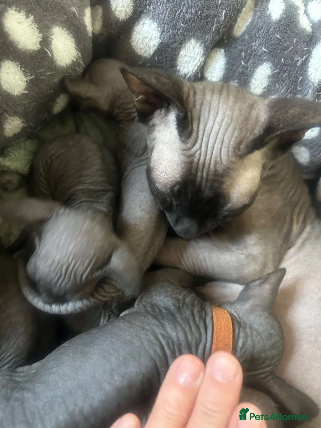 Sphynx cats for sale: Pure grey Canadian sphynxs - Advert 2