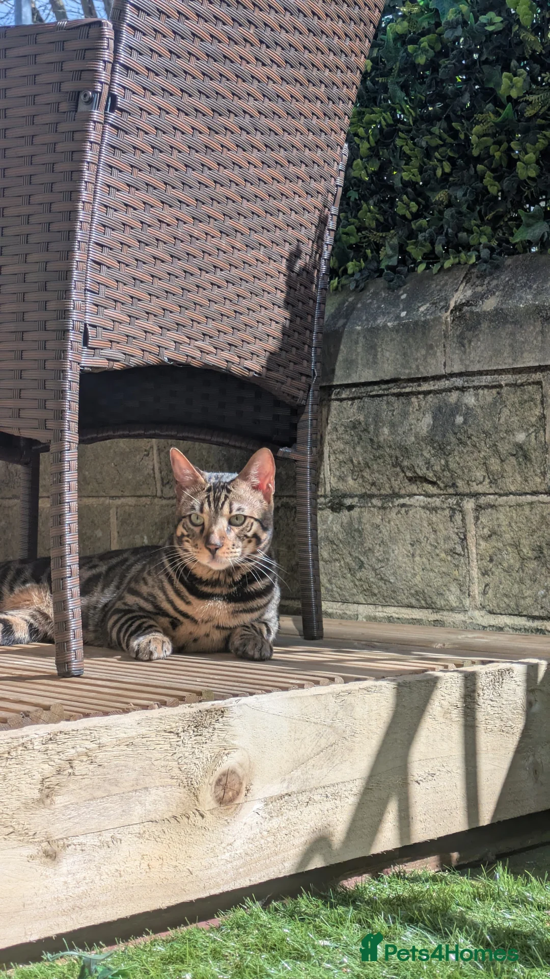 Bengal cats for sale: Bengal Kitten  - Advert 9