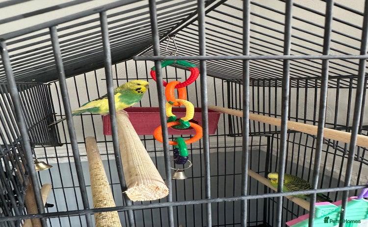 Budgerigars birds - Advert 1