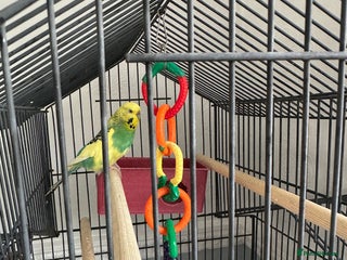 Budgerigars birds - Advert 3