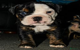 Olde English Bulldogge dogs for sale: Olde English Bulldog puppies - Image 7