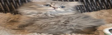 Persian 1