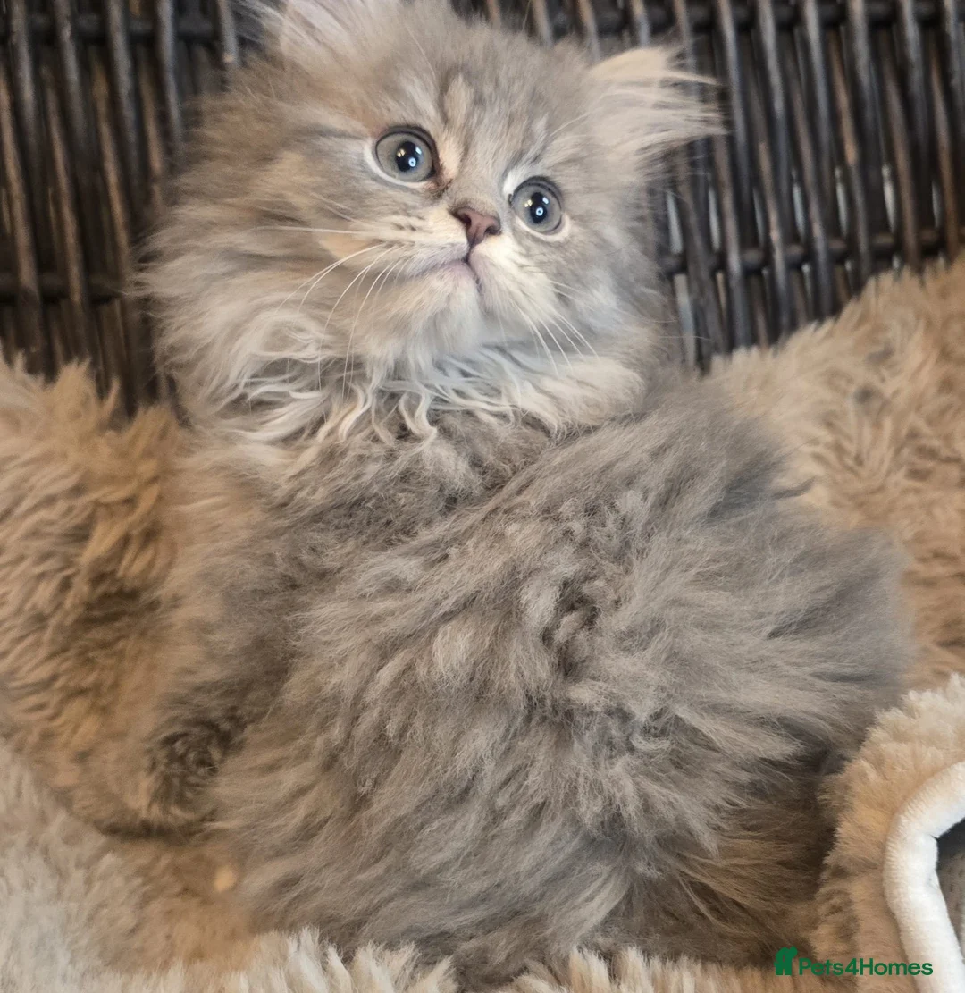 Persian cats for sale: Adorable pure Persian babies ready now  - Advert 12