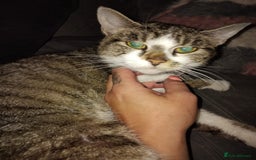Mixed Breed cats for sale: 5 adorable kittens v - Image 8