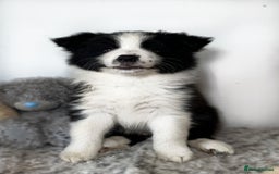 Border Collie dogs for sale: Champion line pups from health tested parents   - Image 4