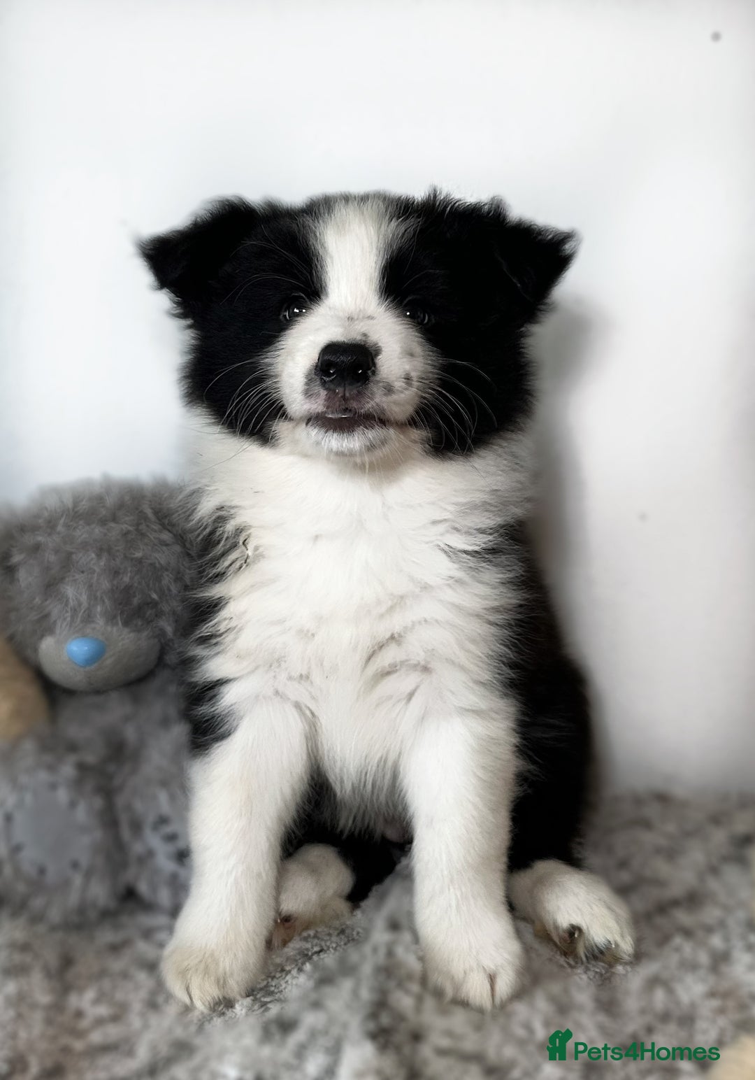 Border Collie dogs for sale: Champion line pups from health tested parents   - Image 4