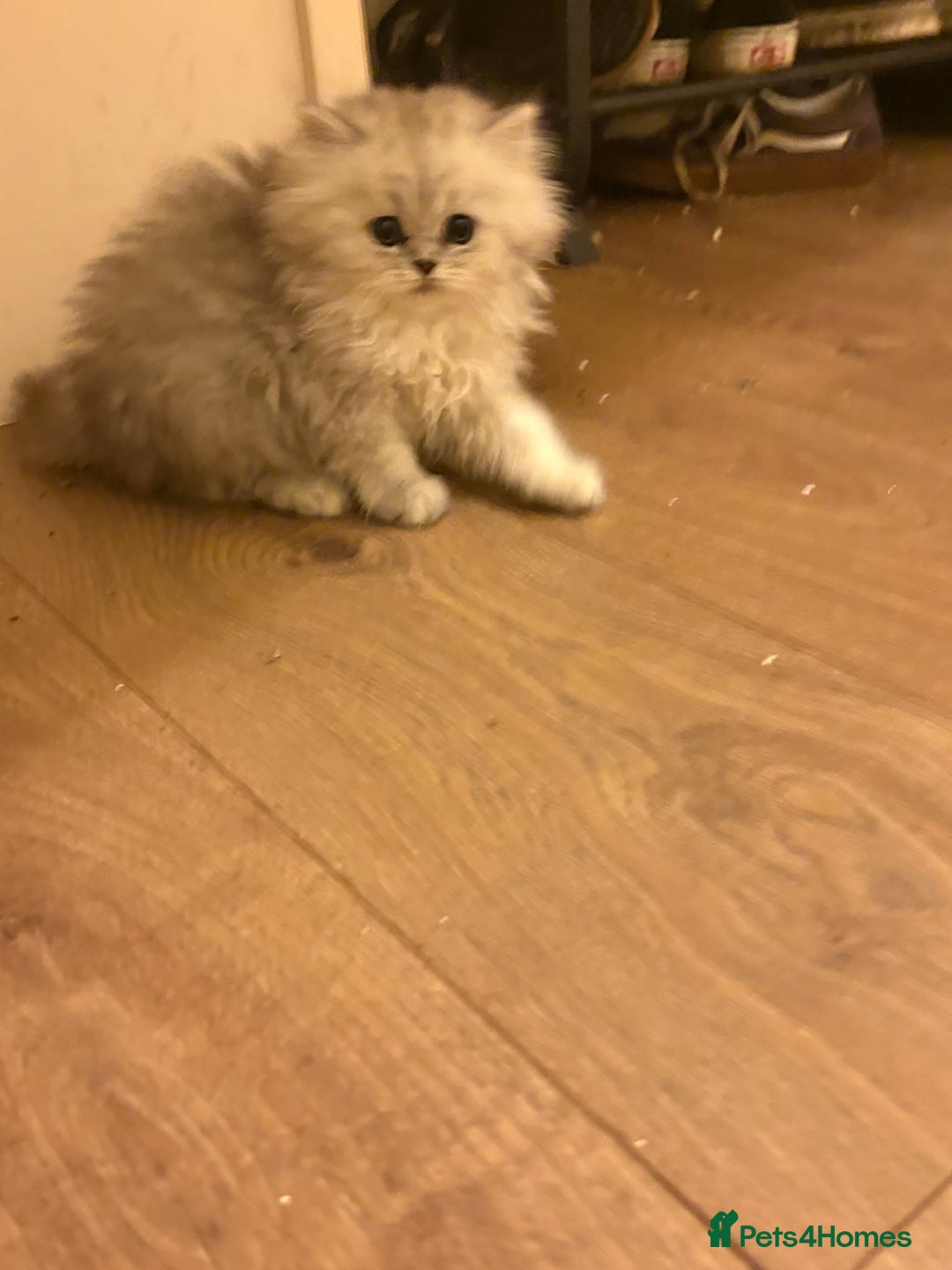 Persian cats for sale: One girl left - Advert 4