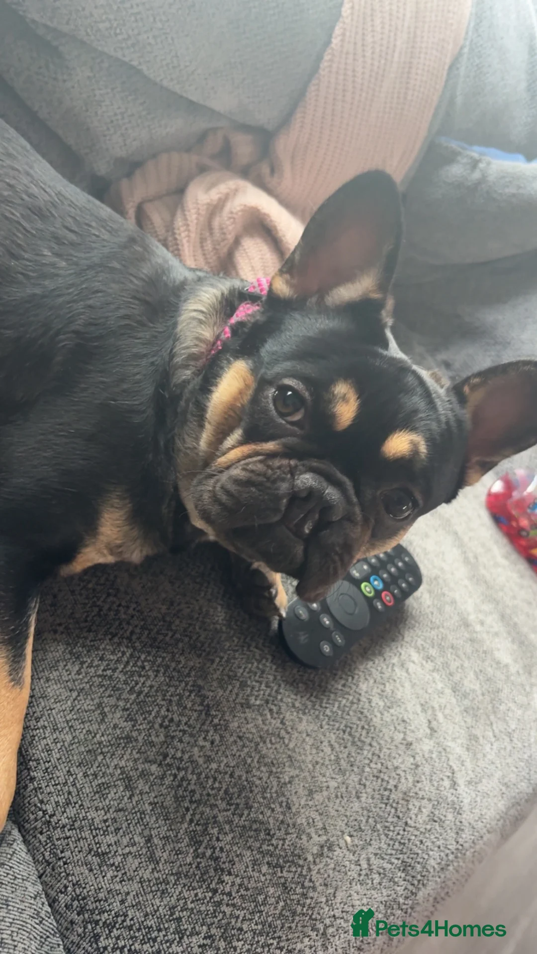 French Bulldog dogs for sale: Very special girl  - Advert 8