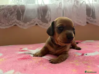 Miniature Dachshund dogs Miniature dachshund puppies - Advert 6