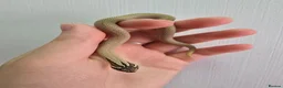 Snake reptiles for sale: Baby Western hognoses CB 26 From £80 - Advert 9