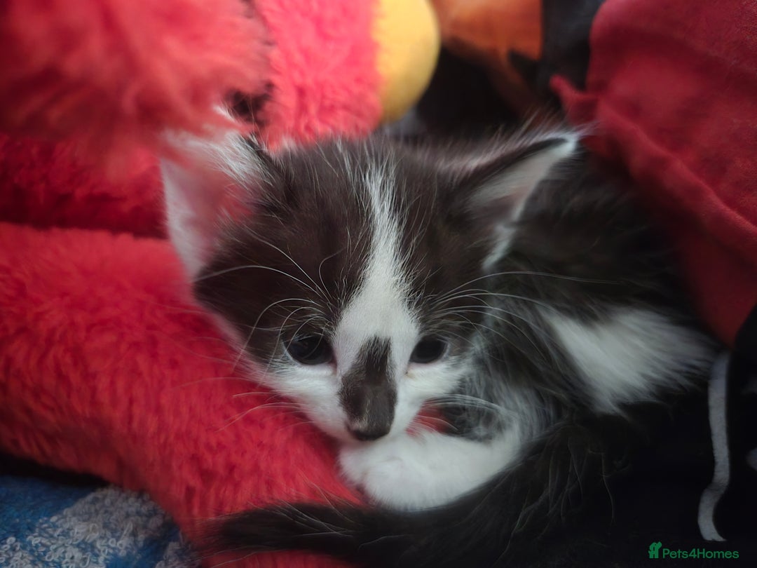 Mixed Breed cats for sale: Kittens for sale - Image 19