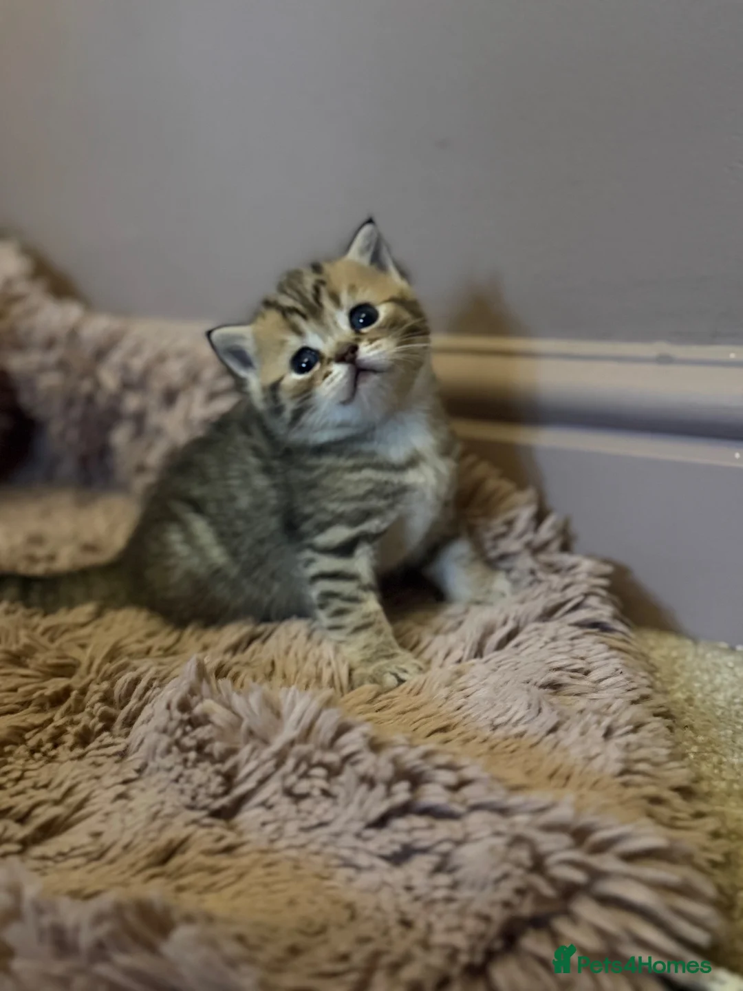 British Shorthair cats for sale: BSH LOOK AT LIKE (EXOTIC SHORTHAIR CROSS)  in Shifnal - Advert 2