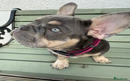 French Bulldog dogs for sale: French bulldog gorgeous girl - Image 4