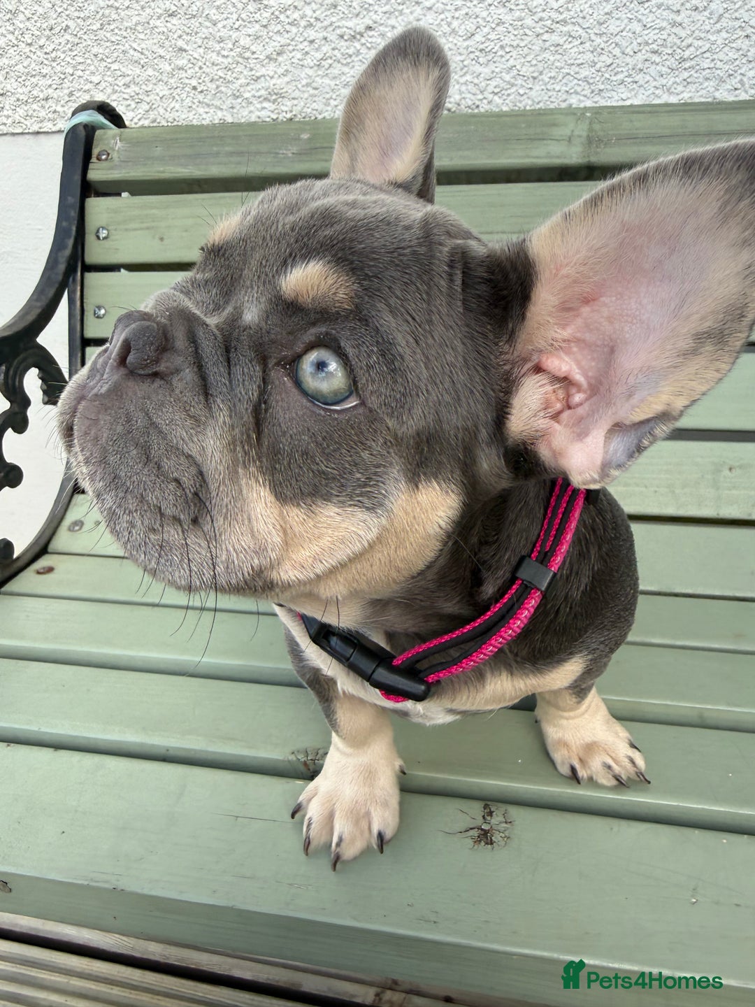 French Bulldog dogs for sale: French bulldog gorgeous girl - Image 4