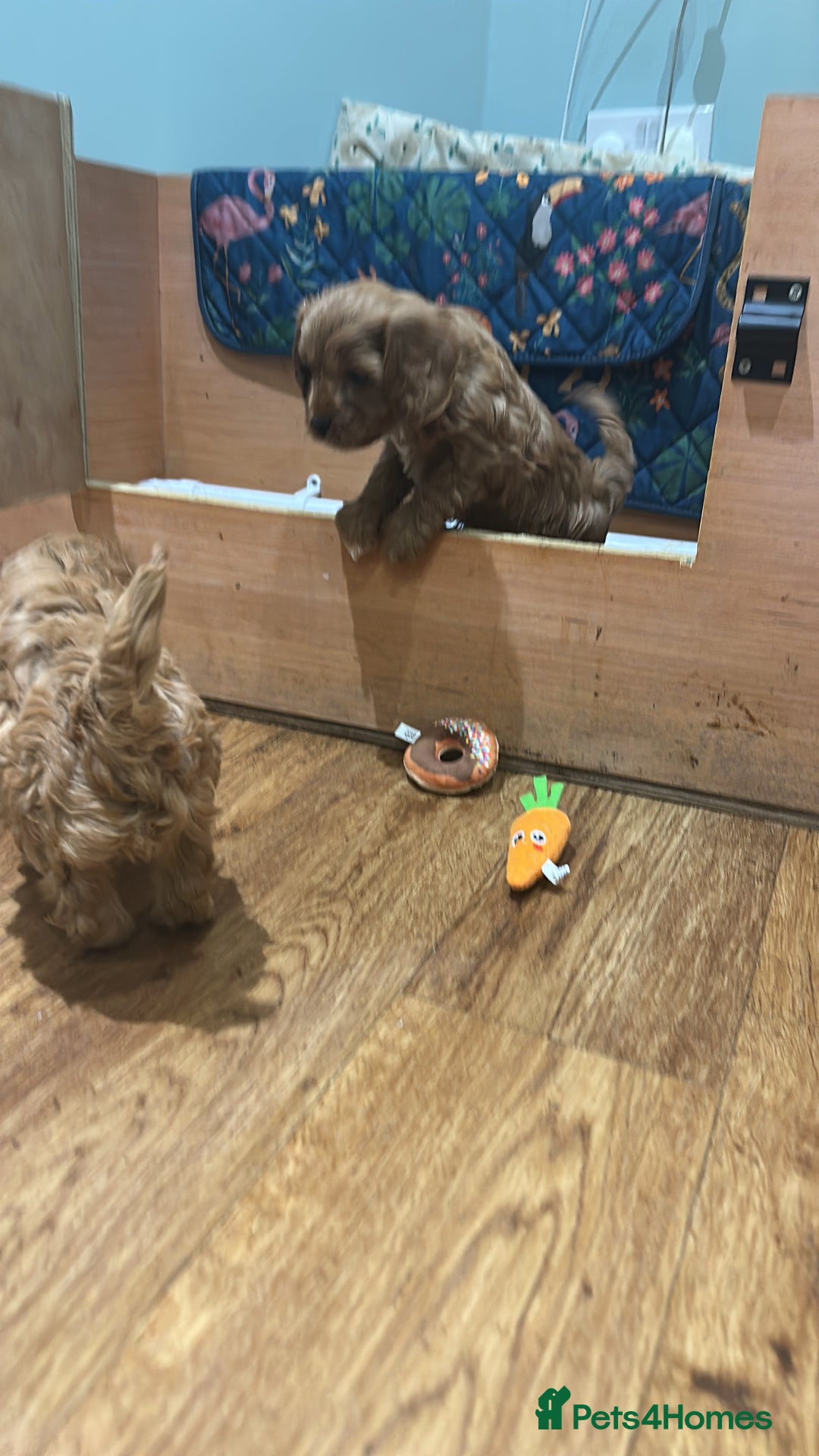 Cavapoo dogs for sale: 🌟 Rare Tiny Toy Cavapoo's F1B 🌟ready next week  - Image 32
