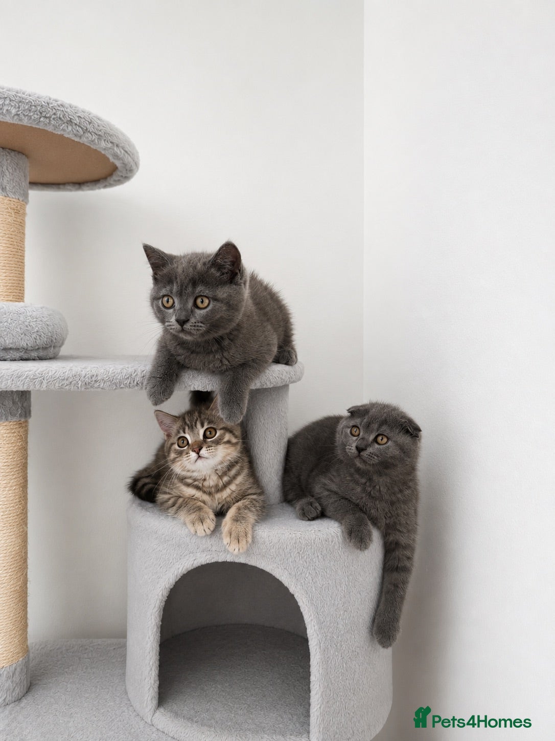 Scottish Fold cats Scotish straight/ fold  - Advert 13