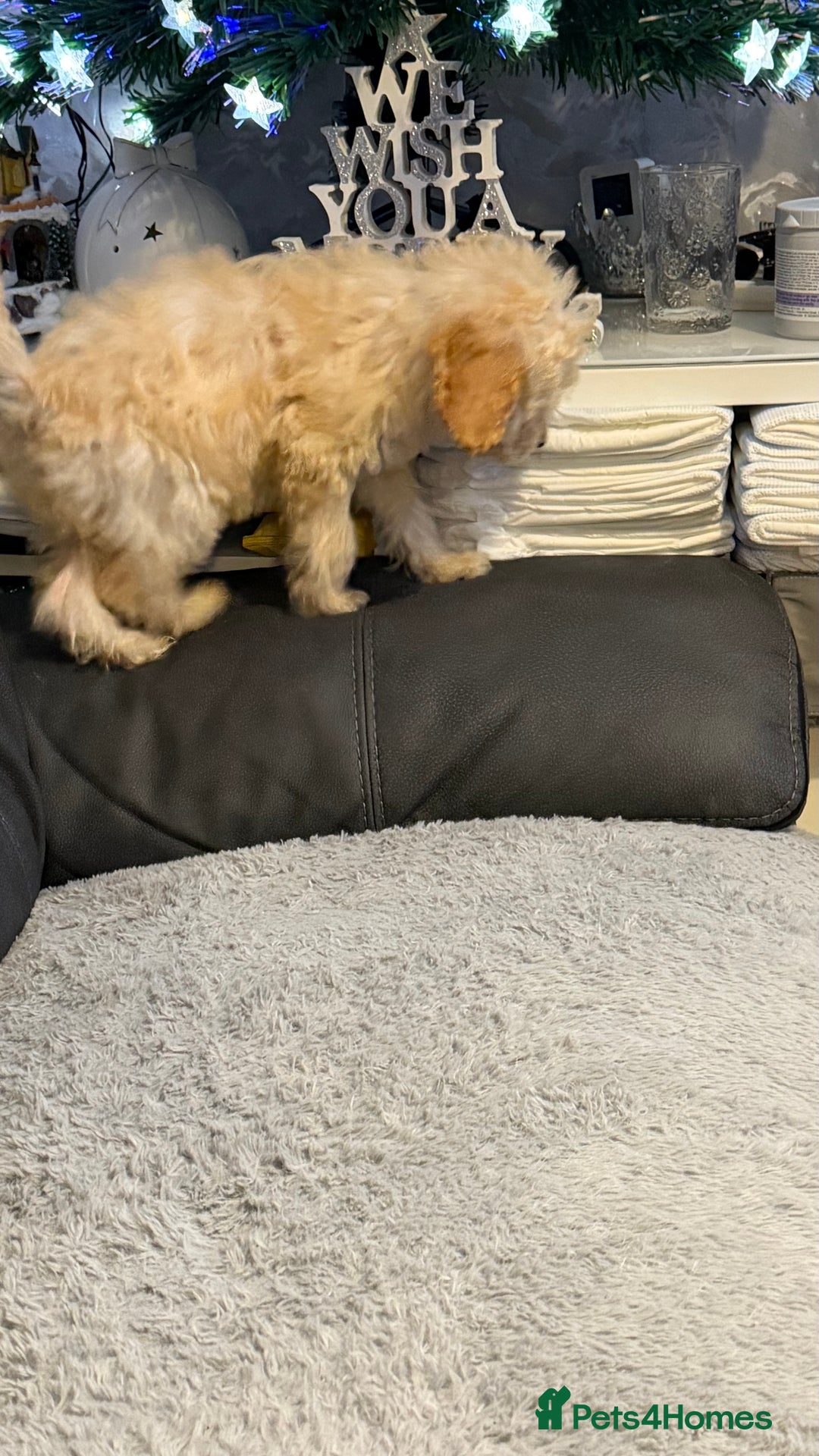 Cockapoo dogs for sale: Male Cockerpoo  - Advert 4