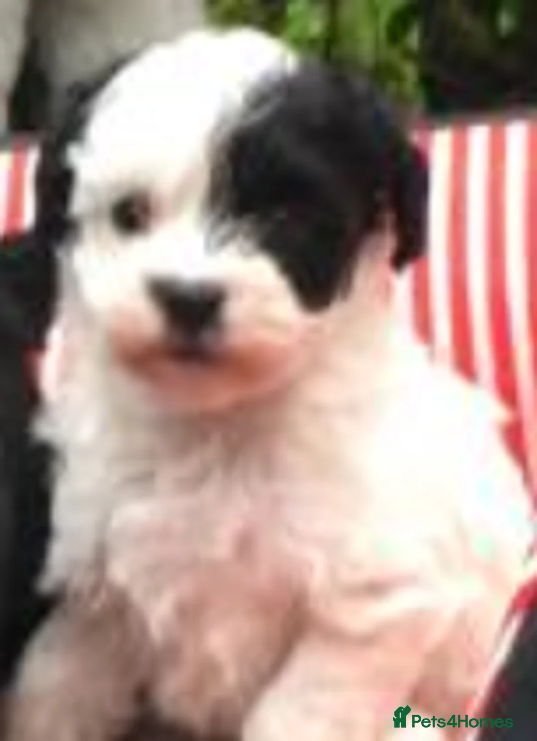 Toy Poodle dogs for stud: Phantom Toy Poodle Tri colour KC (STUD ONLY) in Coalville - Advert 25