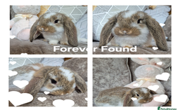 French Lop rabbits for sale: AtoB Lop Heaven - Advert 3