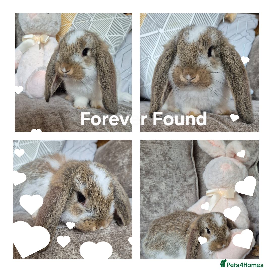 French Lop rabbits for sale: AtoB Lop Heaven - Advert 3