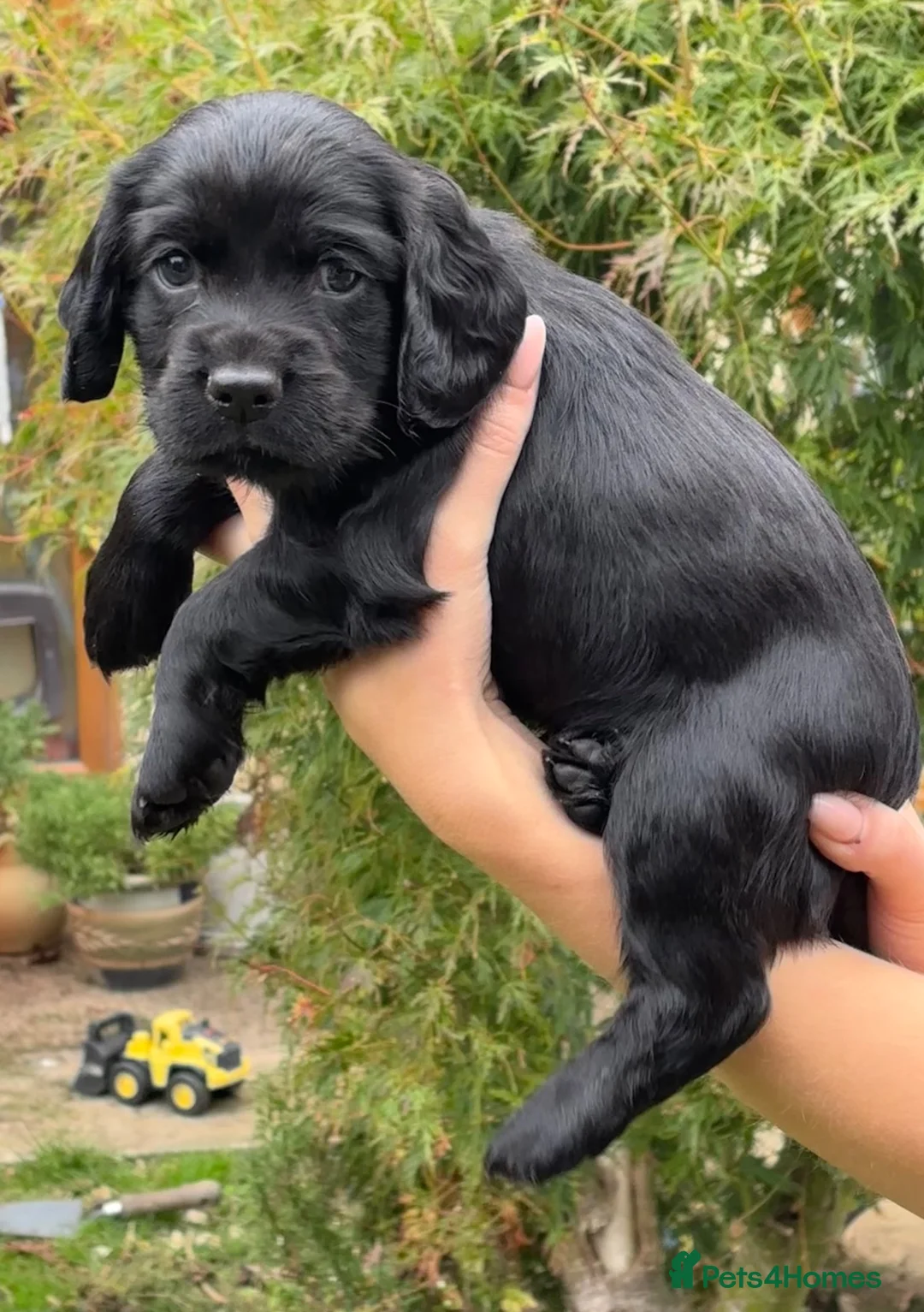 Cocker Spaniel dogs for sale: 2 black male cocker spaniels - Advert 2