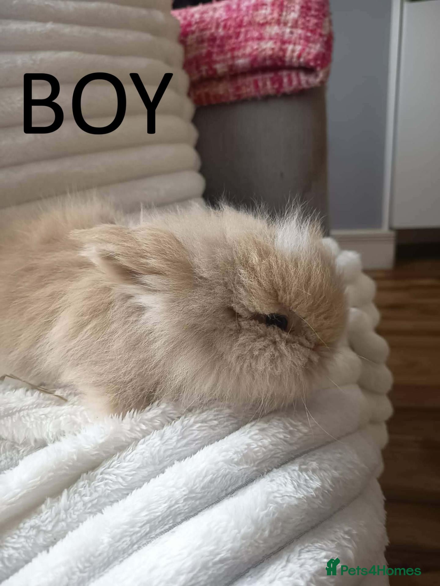 Lionhead rabbits Double Mained Lionhead*** 1 boy available - Advert 1