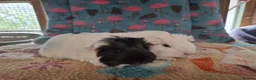 Guinea Pig rodents for sale: Baby Boars In Different Breeds  - Advert 9
