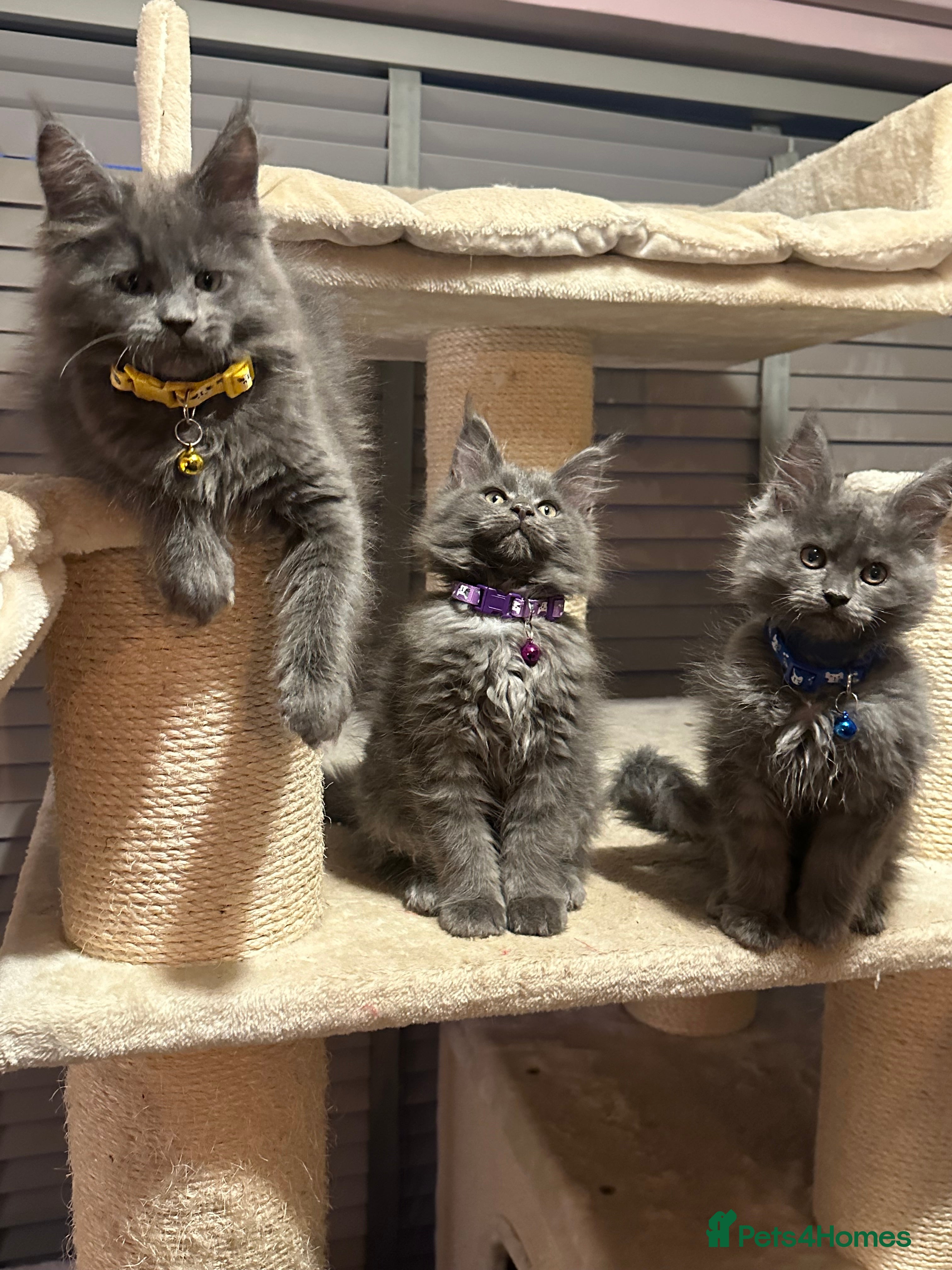 Maine Coon cats Blue Maine Coon Kittens – Active TICA Registered  - Advert 3