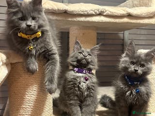 Maine Coon cats Blue Maine Coon Kittens – Active TICA Registered - Advert 17