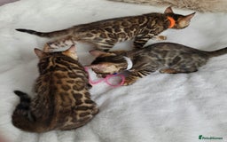 Bengal cats for sale: ✨ Bengal TICA Registered kittens Available ✨🐱 - Image 19