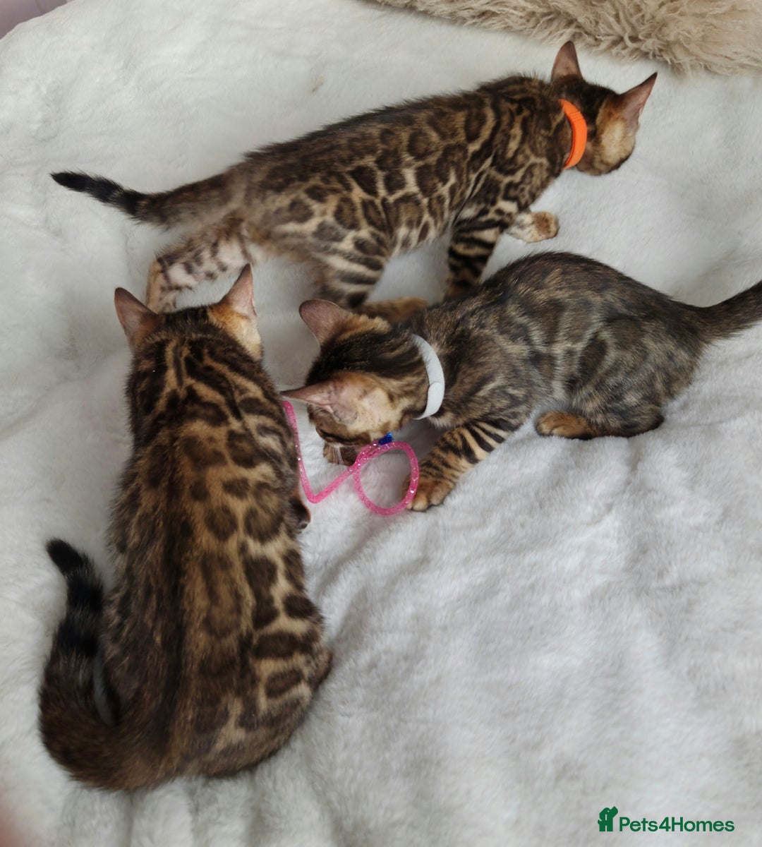 Bengal cats for sale: ✨ Bengal TICA Registered kittens Available ✨🐱 - Image 19