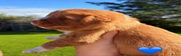 Nova Scotia Duck Tolling Retriever dogs for sale: OUTSTANDING LITTER OF NSDTR PUPS. - Advert 10