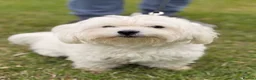 Maltese dogs for sale: Two Beautiful Bichon Maltese Brothers  - Advert 2