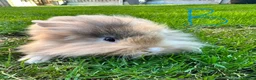 Lionhead rabbits for sale: Lionhead rabbits for sale  - Advert 6