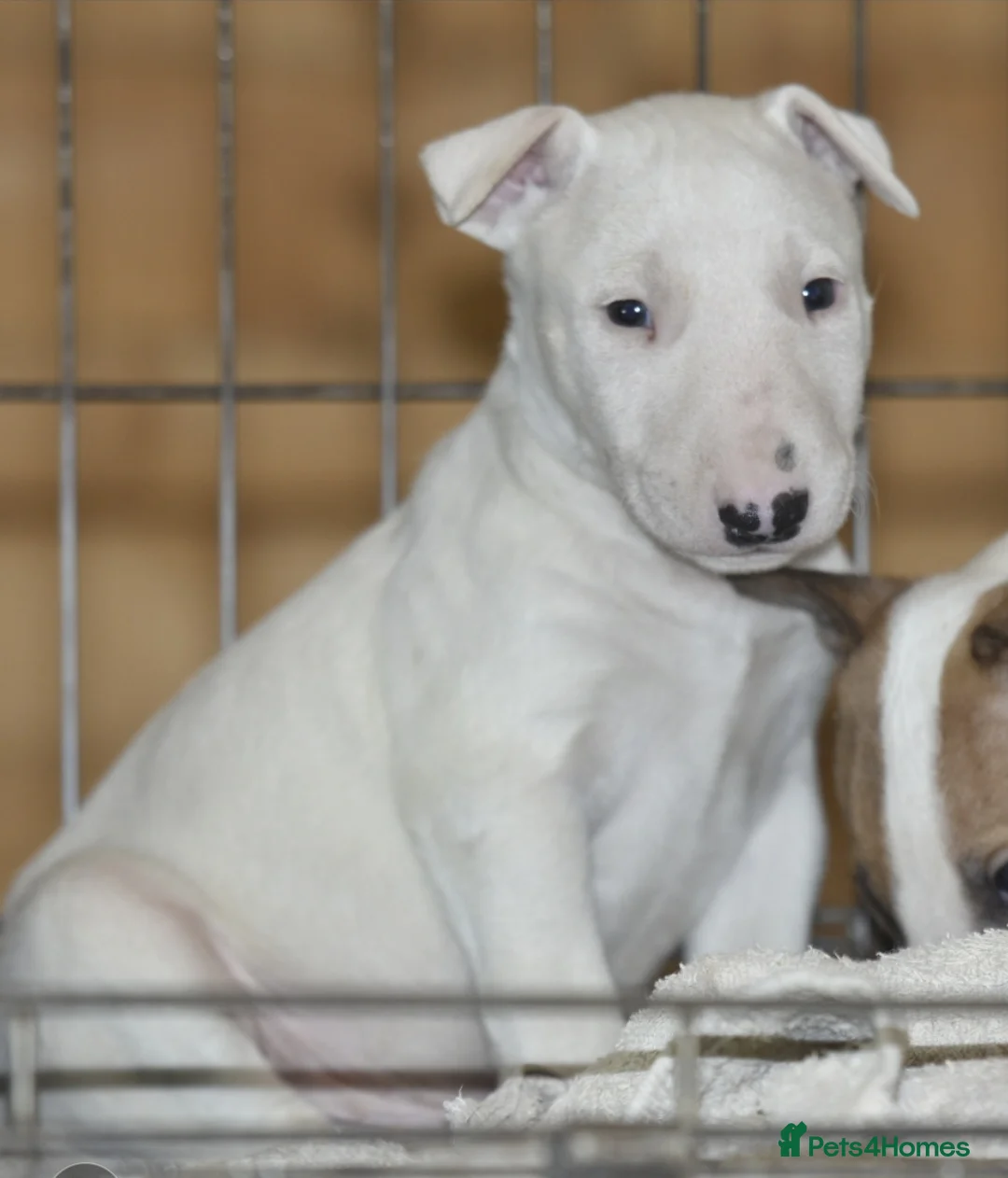 English Bull Terrier dogs for sale: UK's top quality ebt puppies - Advert 7