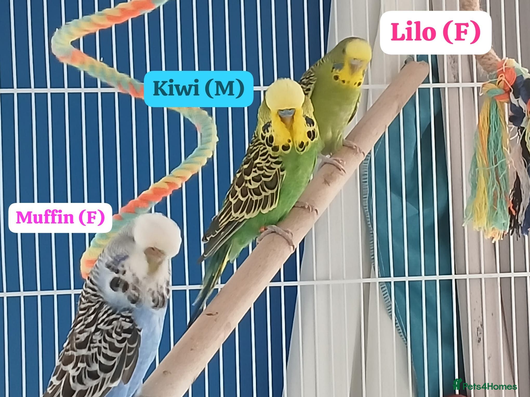 Budgerigars birds 3 budgies and full set up.. - Advert 1