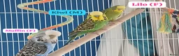 Budgerigars birds for sale: 3 budgies and full set up.. - Advert 1