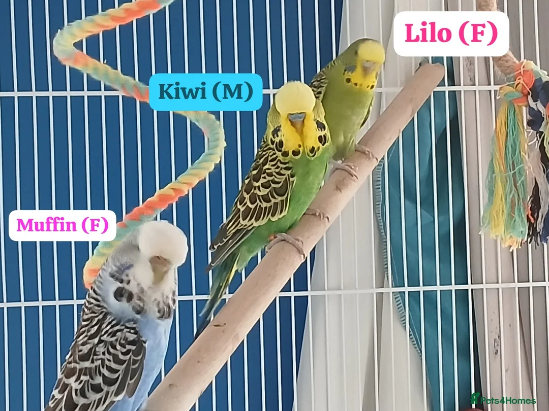Budgerigars birds for sale: 3 budgies and full set up.. - Advert 1