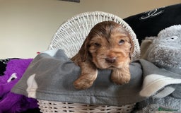 Cocker Spaniel dogs for sale: KC Reg Show Cocker Ext health tested - Image 20