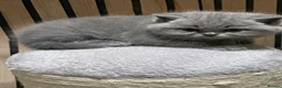 British Shorthair cats for sale: Stunning GCCF  Blue British Shorthair Kittens - Advert 7